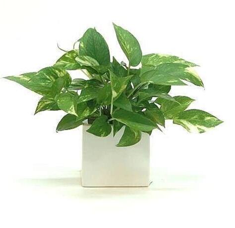 黃金葛 花語